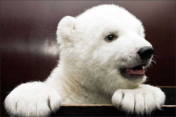 Baby polar bear Flocke looking over the fence.